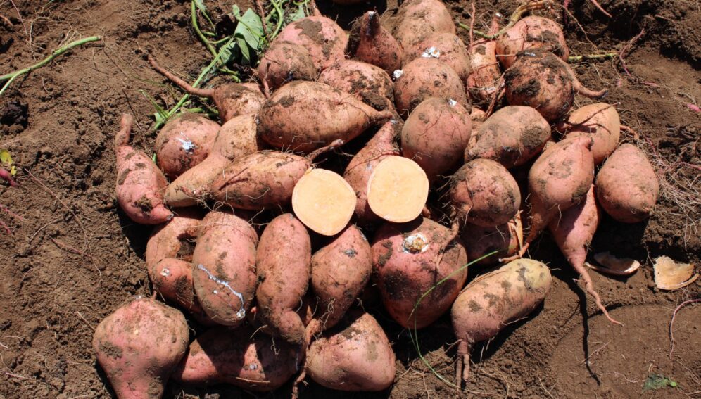 Côte D’Ivoire : A La Découverte D’une Patate Douce Aux Mille Et Une ...